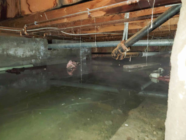 Best Water damage restoration near me  in Williston, FL