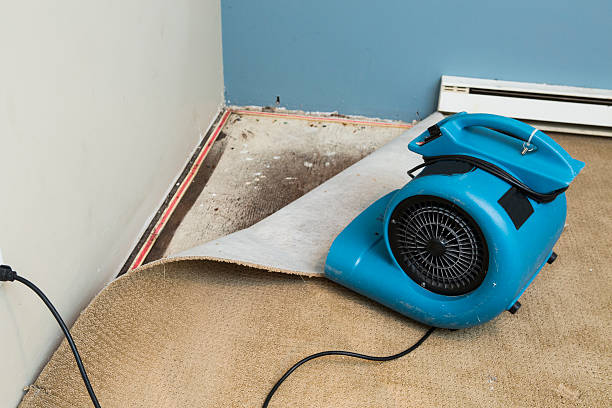 Best 24/7 water damage repair  in Williston, FL